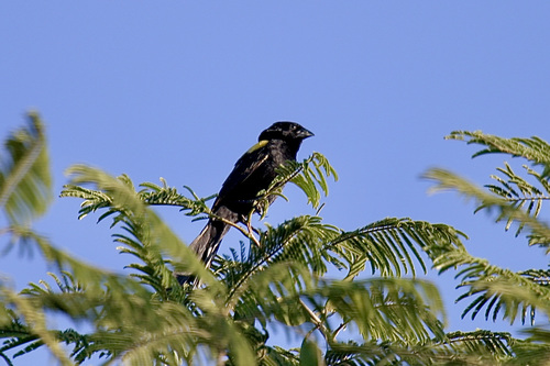 Yellow-mantled Widowbird