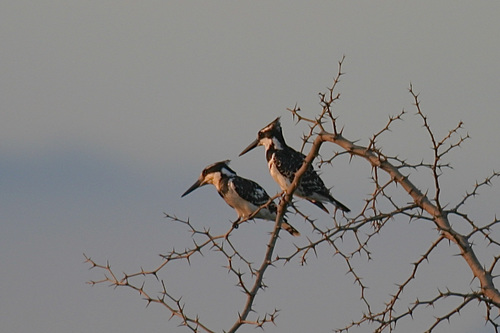 African Pied Kingfisher