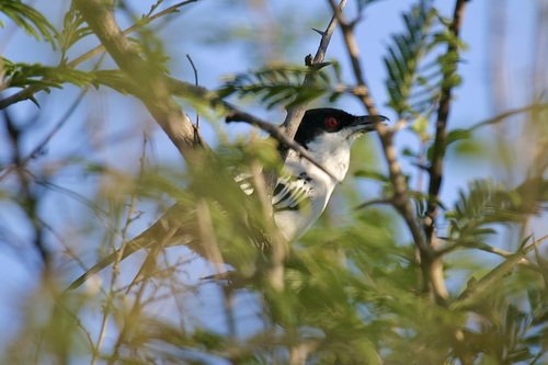 Black-backed Puffback