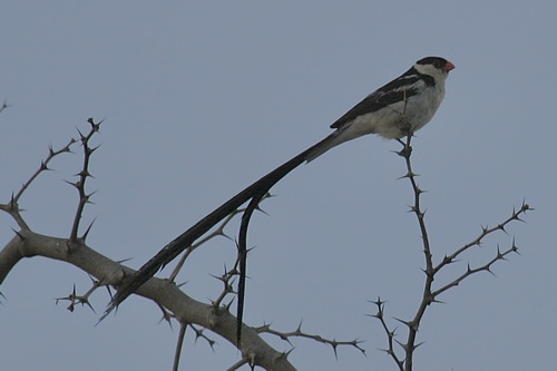 Pin-tailed Whydah