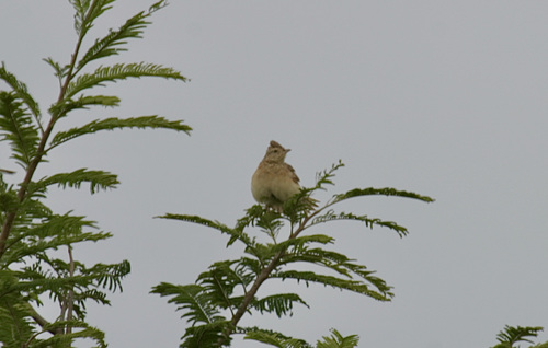 Rufous-naped Lark