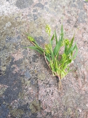 Carex pallescens