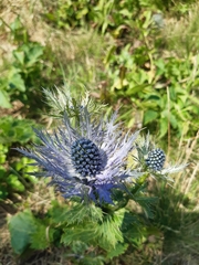 Eryngium alpinum