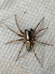 Textrix denticulata
