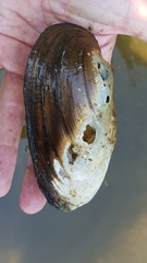 Pyganodon lacustris