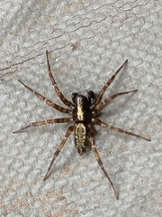 Textrix denticulata