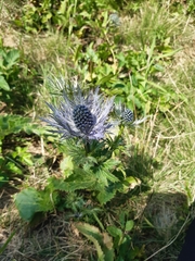 Eryngium alpinum