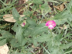 Oenothera rosea