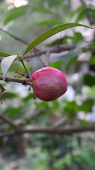 Phaleria macrocarpa