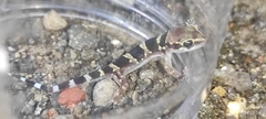 Hemidactylus triedrus