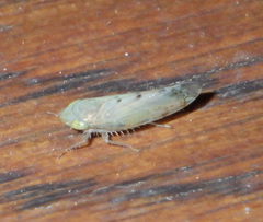 Synophropsis