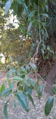 Salacia leptoclada