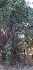 Salacia leptoclada