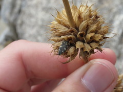 Acmaeodera vernalis