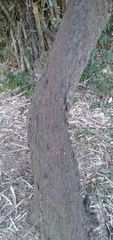 Salacia leptoclada