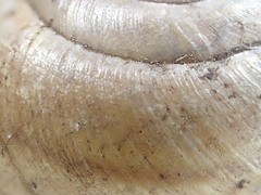 Helminthoglypta traskii