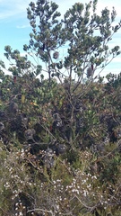 Banksia lemanniana