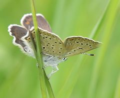 Lycaena tityrus subalpina