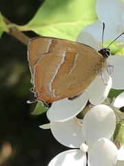 Thecla betulae