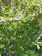 Prunus fruticosa