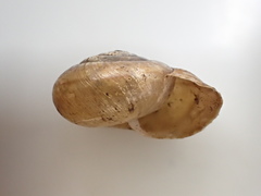 Helminthoglypta traskii