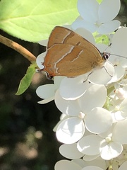 Thecla betulae