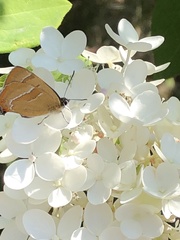 Thecla betulae