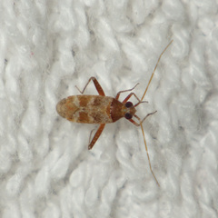 Phytocoris minor