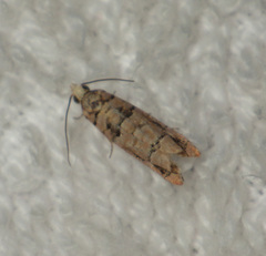 Blastesthia tessulatana