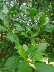 Cyrtophyllum fragrans