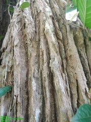 Cyrtophyllum fragrans