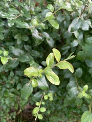 Spiraea
