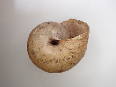 Helminthoglypta traskii