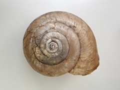 Helminthoglypta traskii