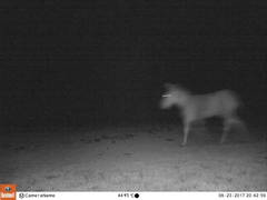 Equus kiang