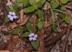 Brunoniella