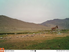 Equus kiang