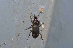 Chlaenius virgulifer