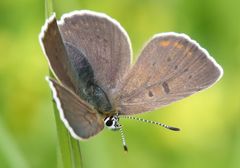 Lycaena tityrus subalpina