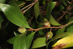 Persoonia stradbrokensis