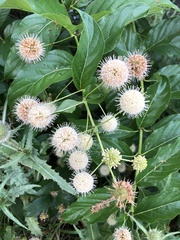 Cephalanthus occidentalis