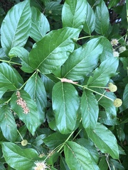 Cephalanthus occidentalis