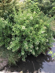 Cephalanthus occidentalis