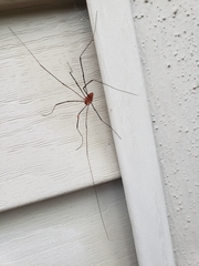 Leiobunum nigropalpi