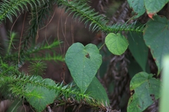 Vitis chunganensis