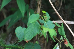 Vitis chunganensis