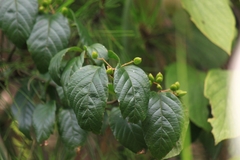 Viburnum fordiae