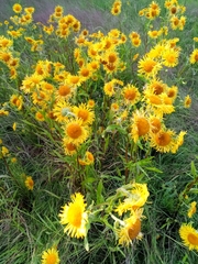 Pentanema britannica