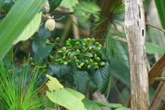 Viburnum fordiae