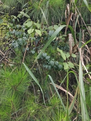 Viburnum fordiae